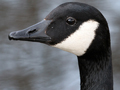 Canada Goose